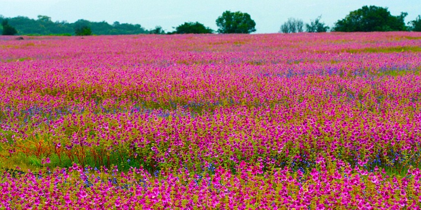 An image of the Kaas Plateau, exploring which is one of the things to do in Pune for couples.