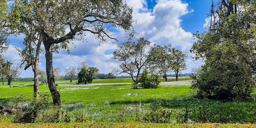 A glimpse of the Lahugala National Park, a major attraction near Arugam Bay Beach.