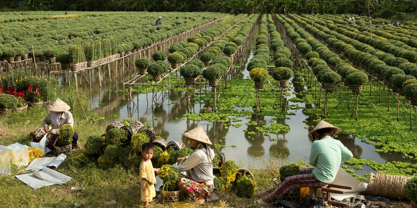 An image showing people working in Sadec Flower Village, tending to plants and arranging flowers.