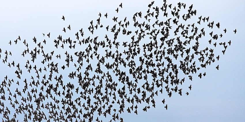 An image of a flock of birds photographed near Rekawa lagoon, Tangalle, Sri Lanka