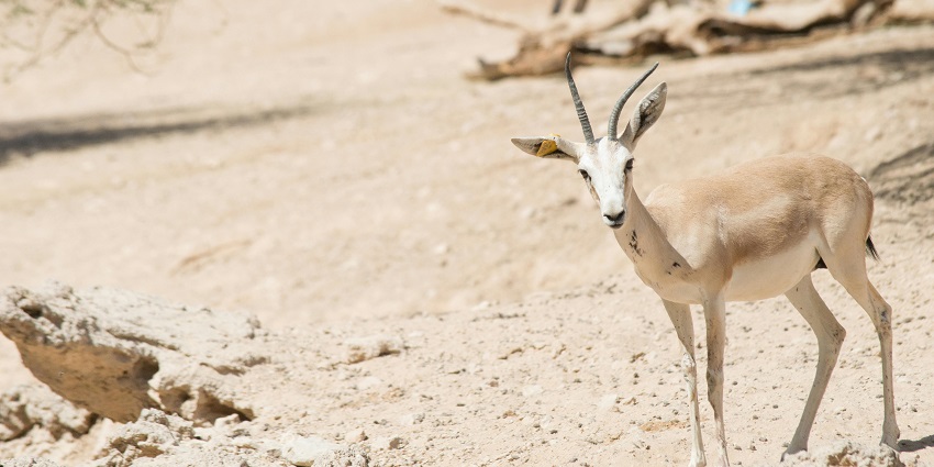 Explore Arabian Wildlife Park is a top thing to do with family in Abu Dhabi amid stunning nature and animals