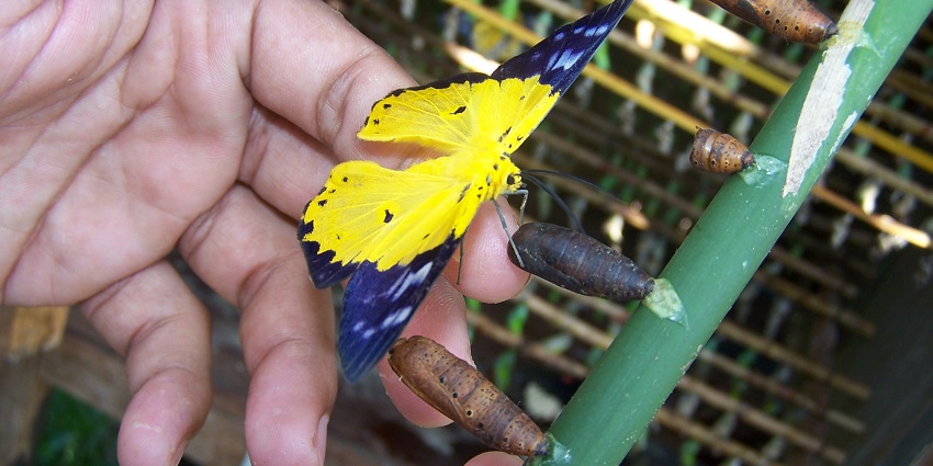 Image of a yellow butterfly perched on fingers, in the Banteay Srey Butterfly Centre