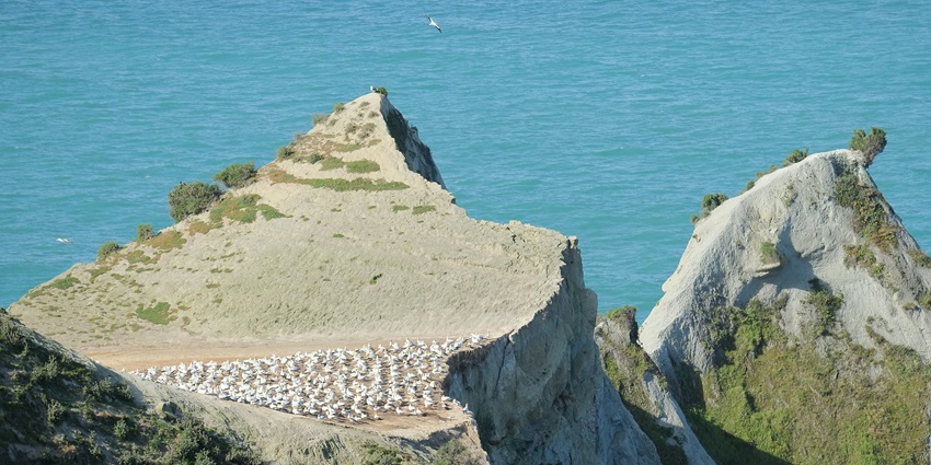 Scenic view of the Gannet Colony At Cape Kidnappers during broad daylight
