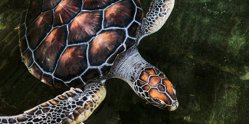An image of adorable small turtles in black colour beginning their journey of life.
