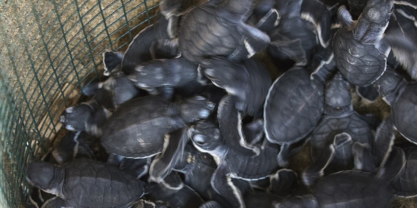 An image of adorable small turtles in black colour beginning their journey of life.