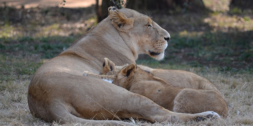 Visiting the Lion & Safari Park is one of the great things to do in Johannesburg.
