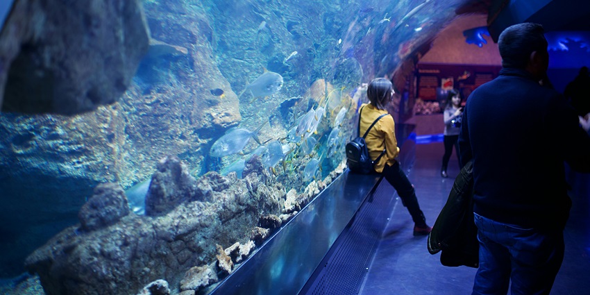 Fishes in the National Aquarium of New Zealand, visiting this is one of the must things to do in Napier