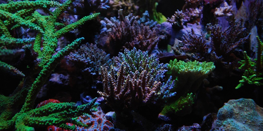 Vibrant coral reefs underwater showcase diverse coral formations.