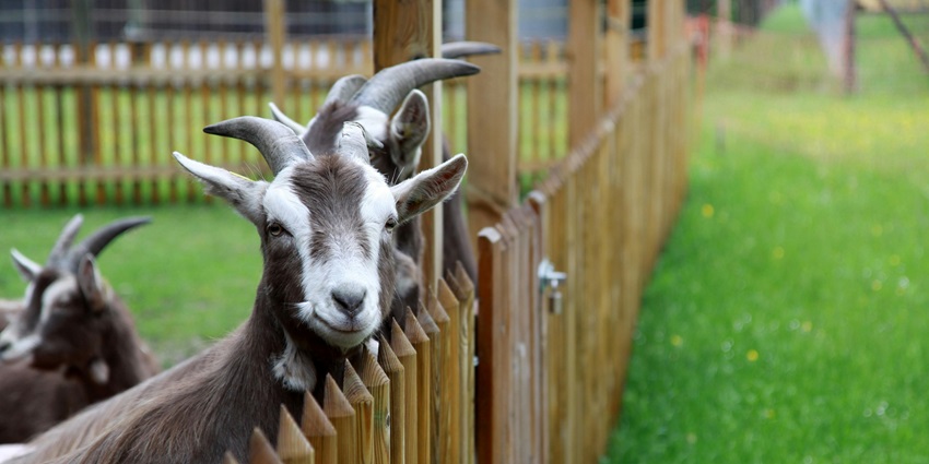 Interact with friendly animals at a petting zoo, perfect for family-friendly fun.