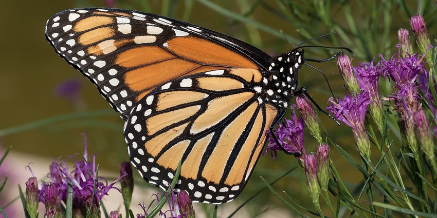 Exploring nature’s beauty, butterfly, is one of the best things to do on the Roatan Island