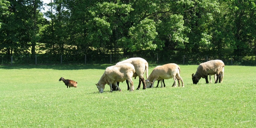 Visiting The Sheep Sanctuary is one of the best things to do in Cameron highlands