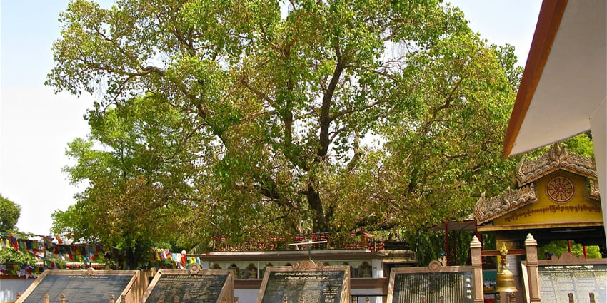 Image of The sacred Bodhi Tree in Sri Lanka - Bodhi Tree, related to The Bodhi Tree, Sarnath