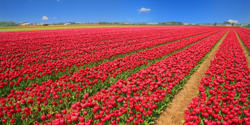 Wander through Holland’s stunning tulip fields, one of the best things to do in March in the world