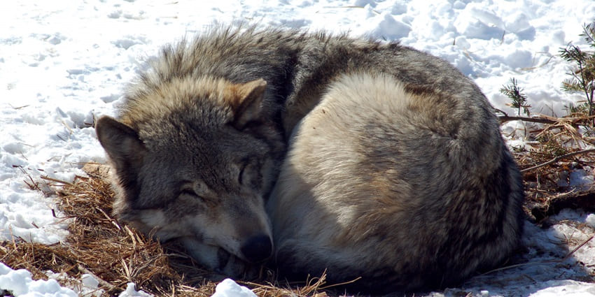 Gray wolf curled up and sleeping on a patch of dry grass, surrounded by snow land.