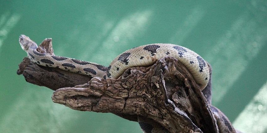 Viper rolled around a tree branch and sunlight reflected on the turquoise background.