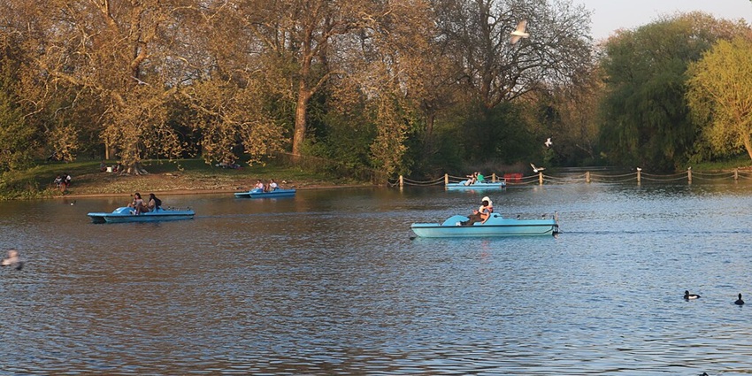 Several people paddle boating in blue boats and a few ducks swimming in the lake