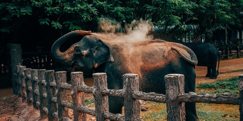 View of elephants at WILD LIFE Sydney Zoo, located near the aquarium.