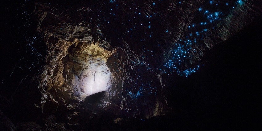 Waitomo Caves glow with thousands of tiny blue lights, creating a magical scene.