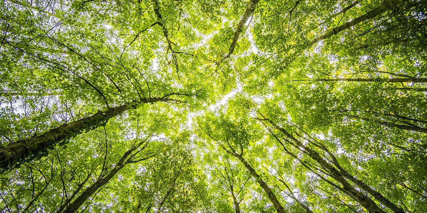 A worm-eye view of vibrant green trees with sunlight filtering through the lush canopy
