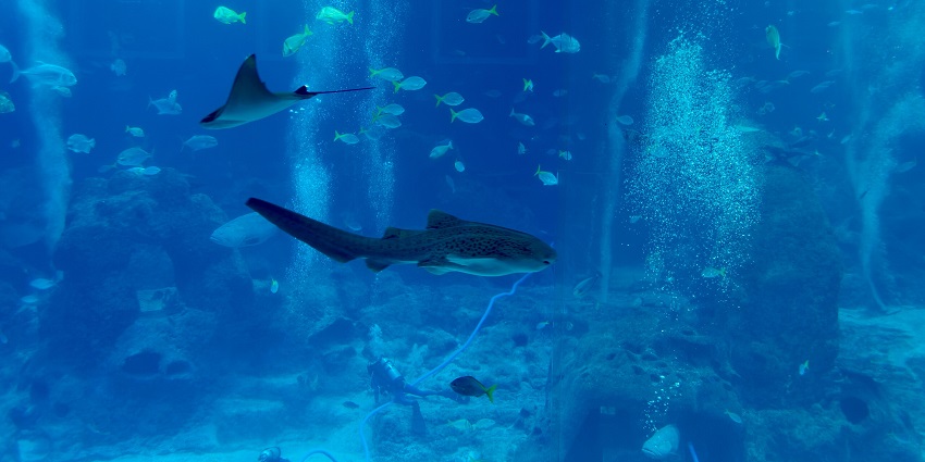 Walk through the mesmerizing shark tunnel and get up close with marine predators.