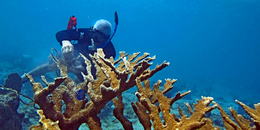 Snorkel among the crystal clear waters of Wall Bay in Nusa Penida