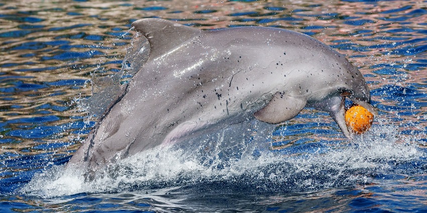 Things to do in the Maldives in April include witnessing pods of dolphins playfully swimming and leaping in the clear waters.