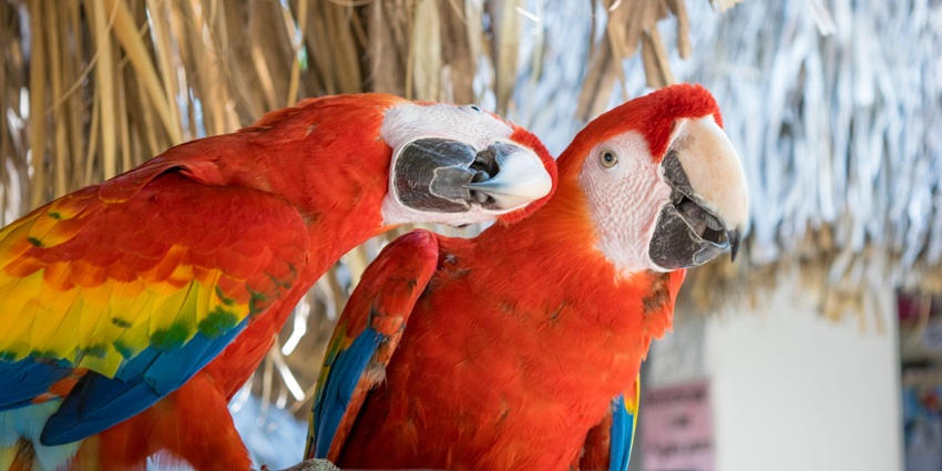 Witness exotic birds perform incredible tricks at Creek Park.
