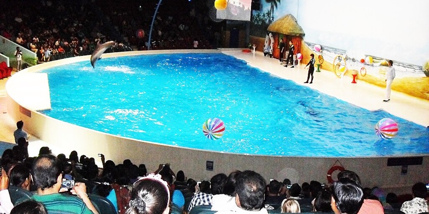 Enjoy an exciting dolphin and seal performance in Dubai.