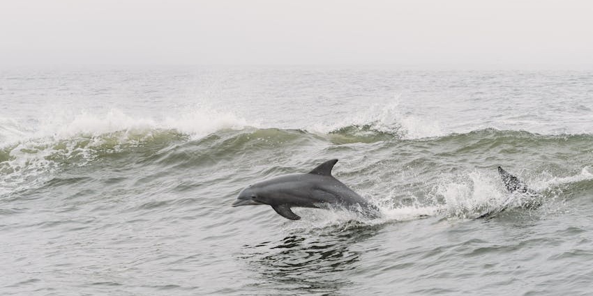 Things to do for kids in Maldives include watching playful dolphins leaping through the waves.