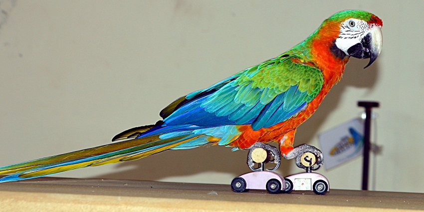 Enjoy a vibrant bird show featuring rare, colorful species.