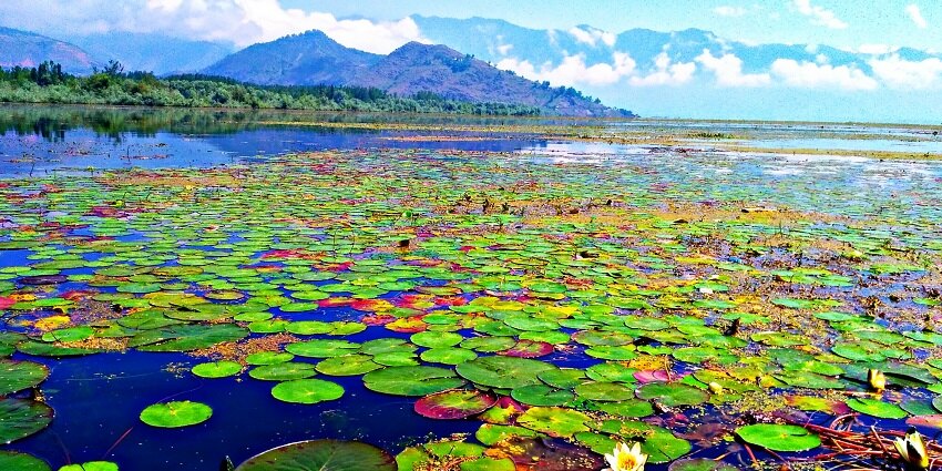 An image of a hilltop view of Wular Lake from Watlab Hill, surrounded by verdant forests