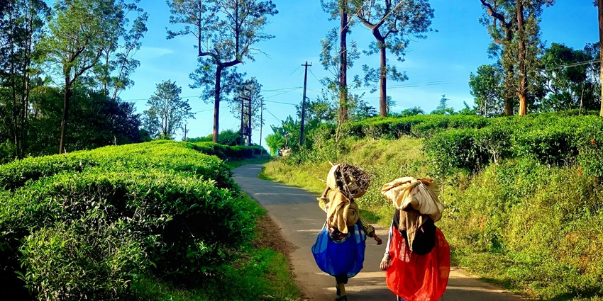 An image of the Wayanad hill station in Kerala, with the best views and breathtaking aura around.