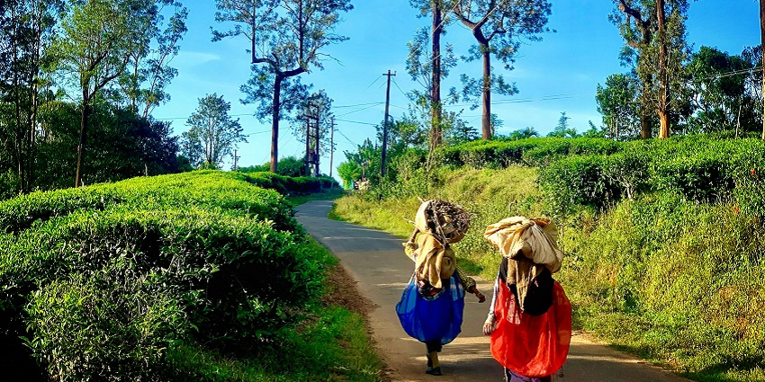 An image of Wayanad Adventure Camp, one of India's places for luxury camping