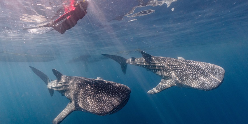 An image of diver in a whale shark alley, one of the places to visit in Tofo Mozambique