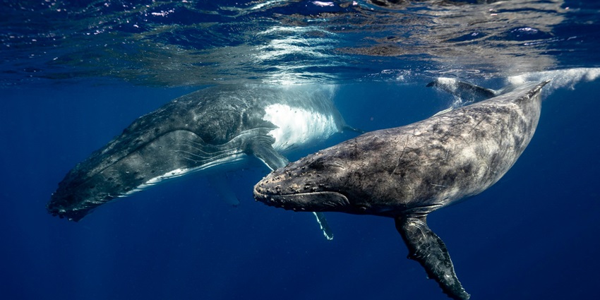 Whale sighting from the Mirissa Harbour, an ideal sight for photographers