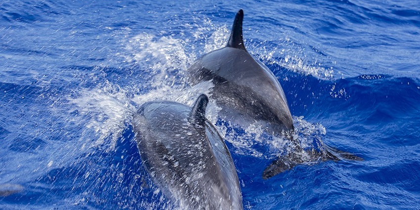 Whale and dolphin watching in Mirissa is a amongst the most fun water exercises.