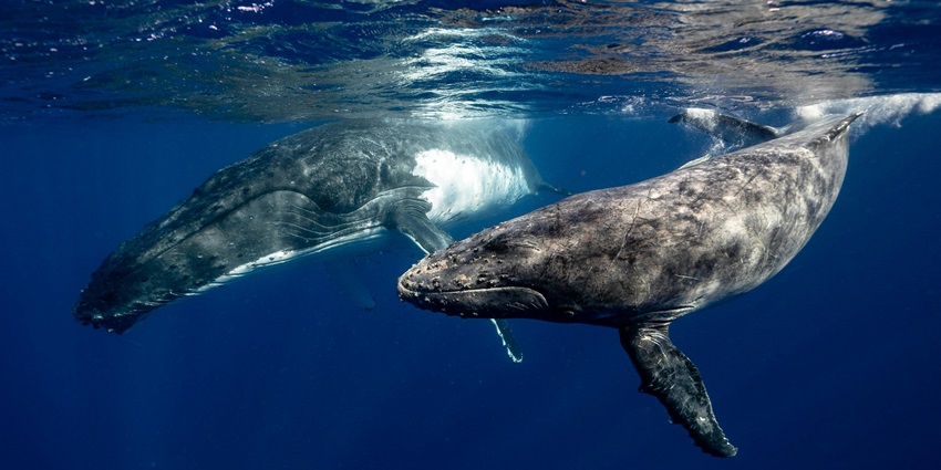 Image of a humpback whale breaching the water near Byron Bay during migration season.