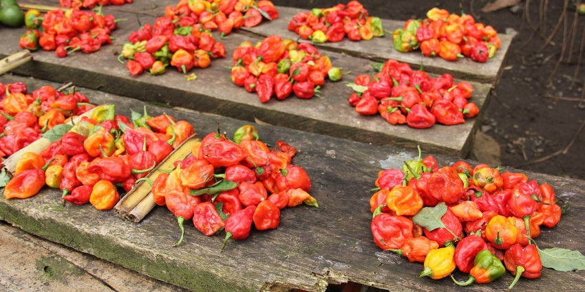 A colorful assortment of spicy peppers is displayed on a woven surface in Equatorial Guinea.