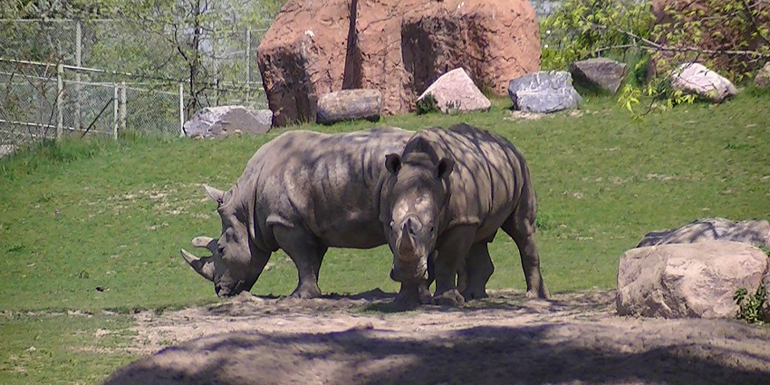 One of the top zoos in the world, the Toronto Zoo is actively involved in conservation.