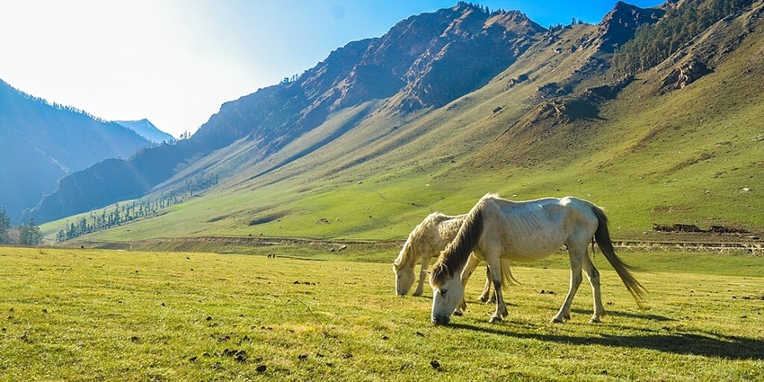 Two horses grazing on the vast green landscape with green hills of Rara National Park.