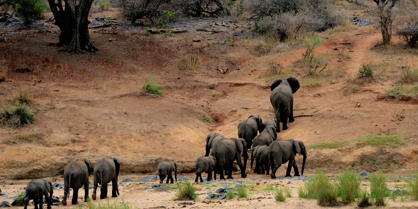 Image of a herd of elephants in landscapes of Isalo national park