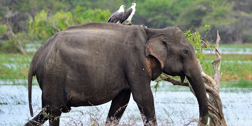A picture of an elephant roaming around a lush forest with birds sitting on its back