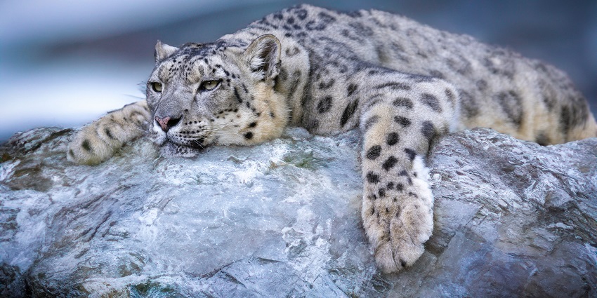 A view of a snow leopard spotted near Chandratal Lake in winter in Himachal Pradesh.
