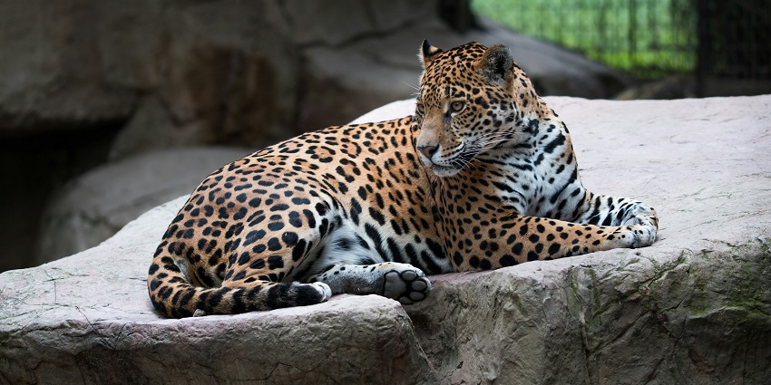 A jaguar with golden fur and black rosettes lies on a large rock, looking into the distance