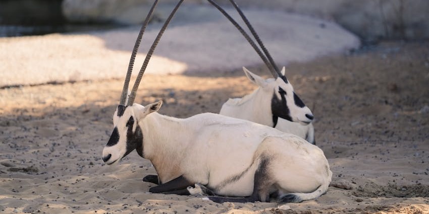 A peaceful desert landscape with nocturnal animals like desert foxes and Arabian oryx