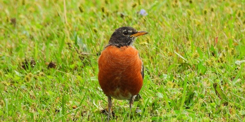 Image of a colourful bird - Get a chance to spot wide variety of wildlife