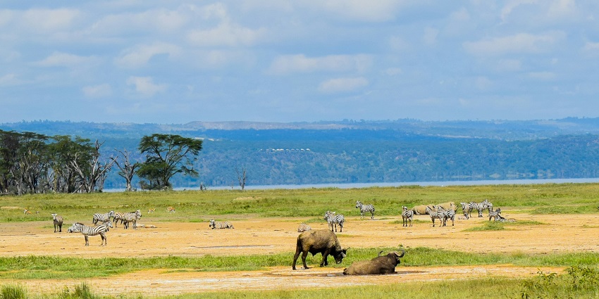 An exciting view of the herd of buffalos and Zebras around the lake at the Great Rift Valley