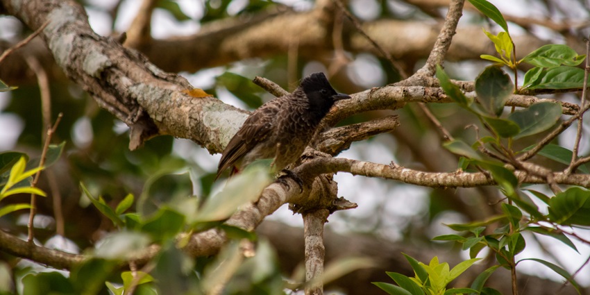 A bird at the Wilpattu National Park - Anuradhapura Sri Lanka travel guide