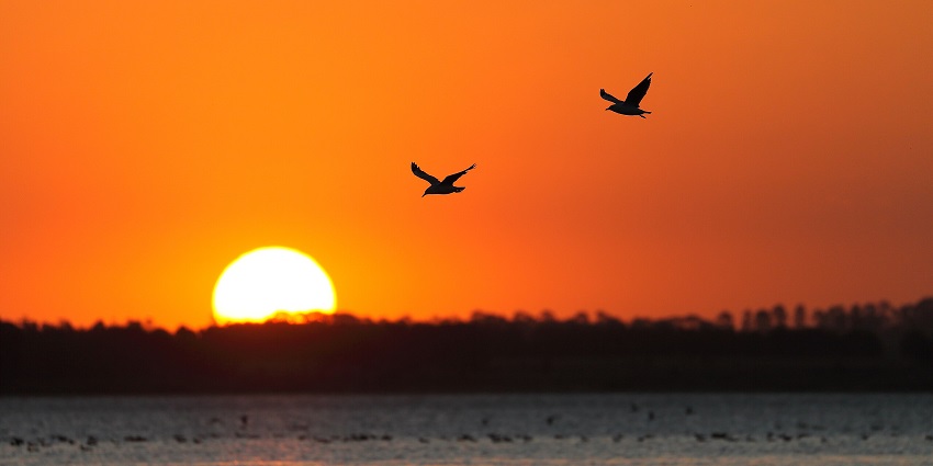 Sun setting over a calm lake with the silhouette of birds flying against the orange sky.