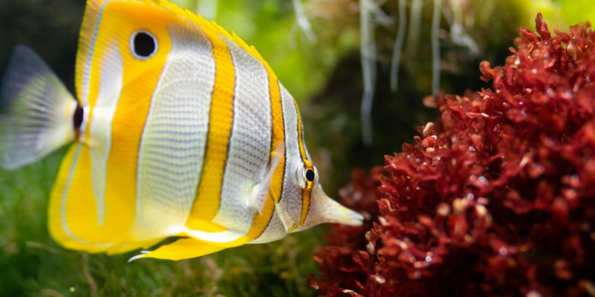 A vibrant yellow-and-white tropical fish swims near colourful coral reefs, showcasing marine biodiversity, one of the best things to see with family in abu dhabi.